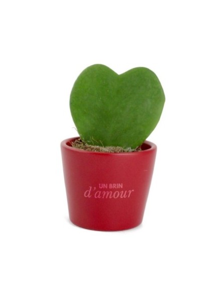 Plante grasse publicitaire...
