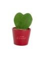 Plante grasse publicitaire...