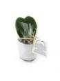 Plante grasse publicitaire...