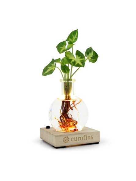 Plante socle lumineux...