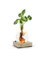 Plante socle lumineux...