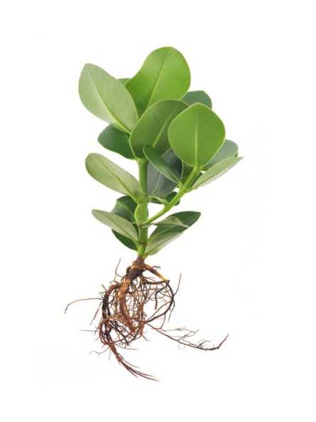 Plante socle lumineux...