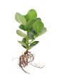 Plante socle lumineux...