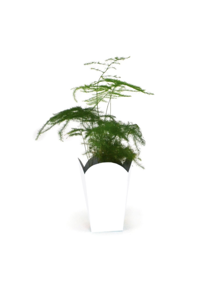 Plante en pot popcorn...