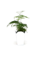 Plante en pot popcorn...