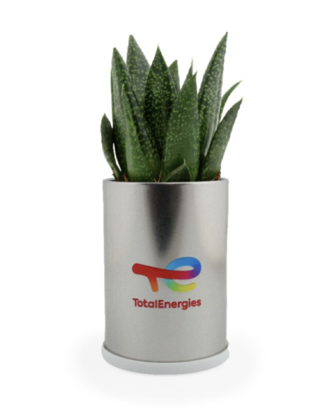 Plante en canette publicitaire