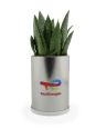 Plante en canette publicitaire