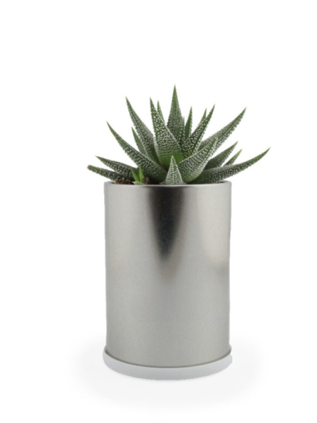 Plante en canette publicitaire